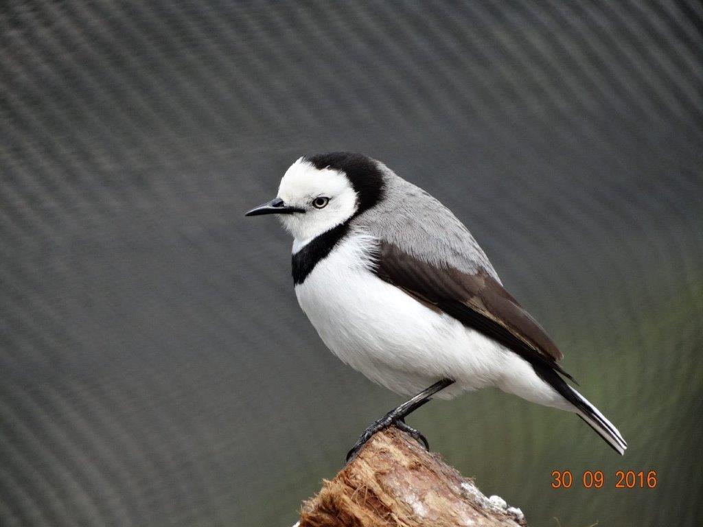 White-fronted Chat